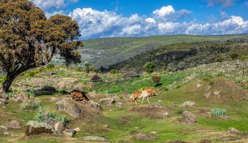 Bale Mountains Afro-Alpine Trek