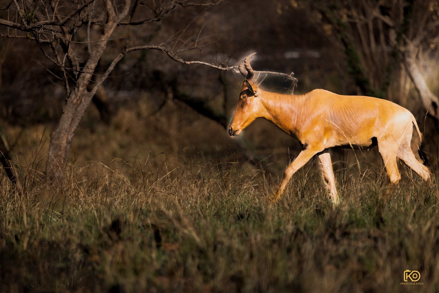 Ethiopian Wildlife Conservation Tour - Image 1