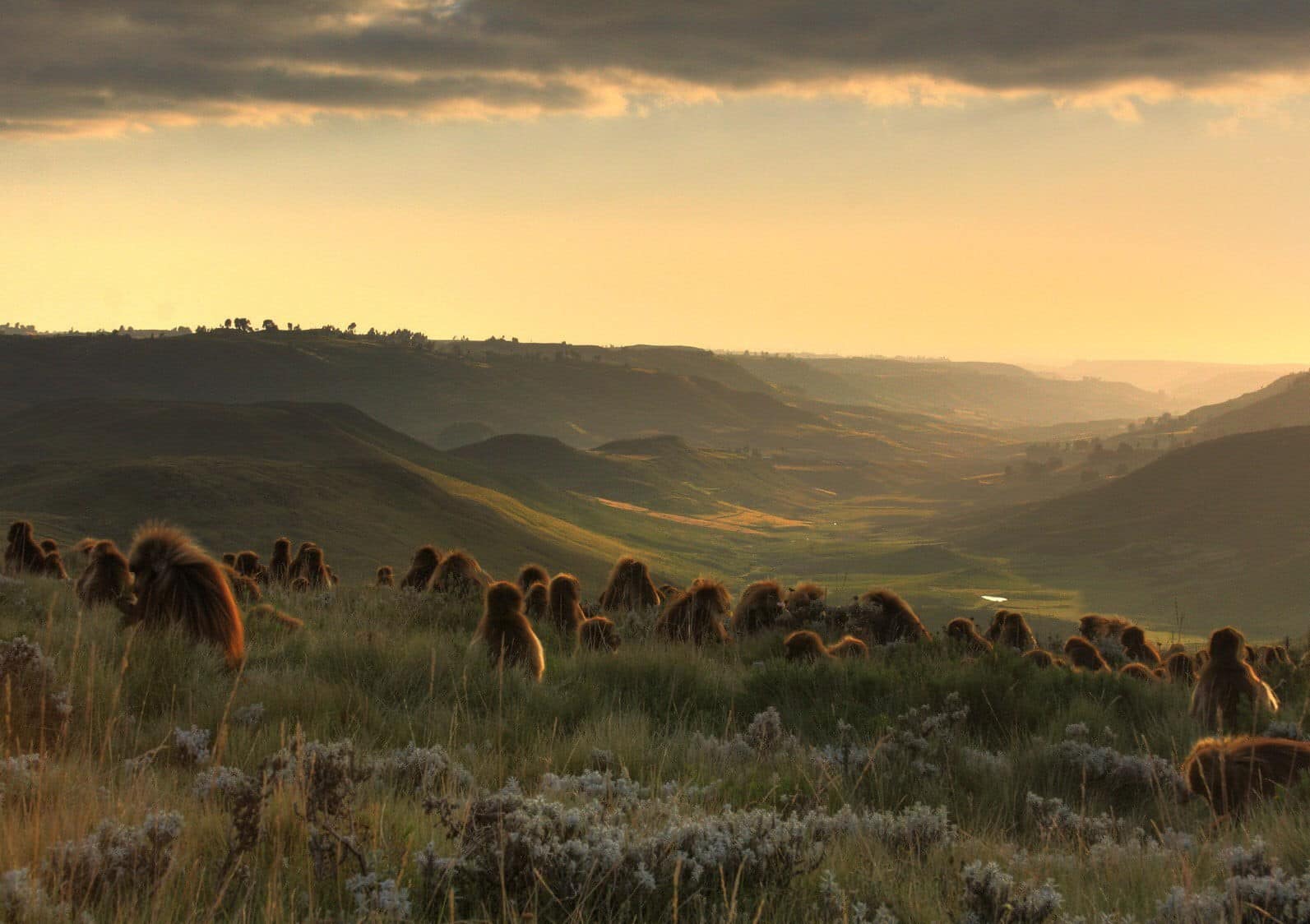 Menz-Guassa Community Conservation Trek